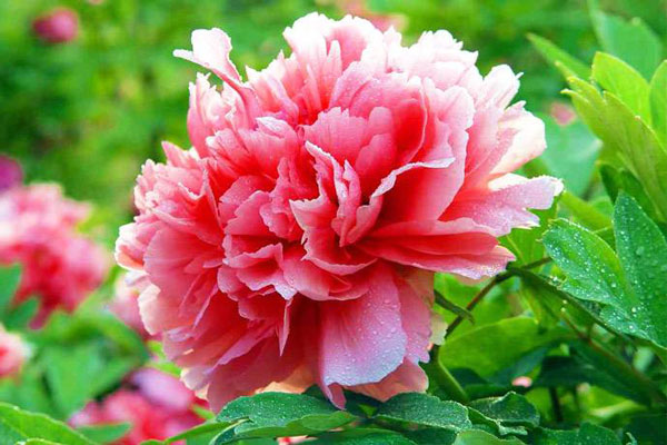 牡丹花開 牡丹花開